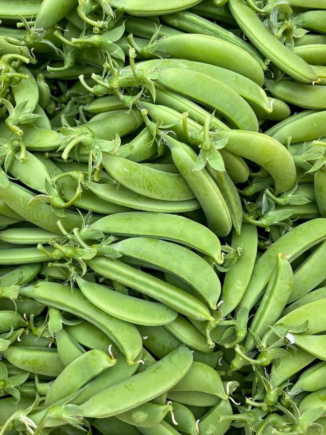 ＜先行予約＞パリ甘！旬のスナップエンドウ1kg 京都 亀岡産 旬 おつまみ 取り寄せ 人気 ※北海道・沖縄・離島への配送不可 ※2026年5月中旬～6月中旬頃に順次発送