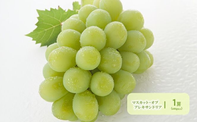 ぶどう 定期便 2026年 先行予約 晴れの国 岡山 の ぶどう定期便 3回コース 葡萄 ブドウ 岡山県産 国産 セット ギフト