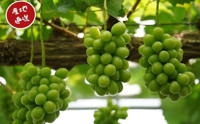 訳あり シャインマスカット 2房 合計1.1kg以上 産地直送 朝採れ ぶどう 葡萄 シャイン マスカット 岡山 Kawahara Green Farm 岡山県産 2026年 先行予約