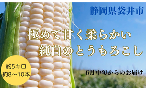【先行予約】?極の?さと果汁 白いとうもろこし おすすめ コーン トウモロコシ 採れたて 新鮮 健康 ヘルシー 人気 厳選 袋井市