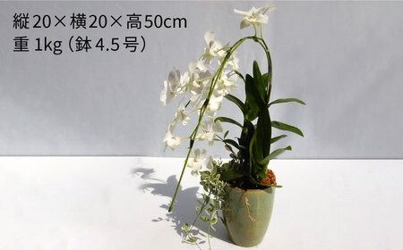 【 30セット 限定 】 デンファレ （ 洋蘭 ） 2本 立ち  《糸島》【和饗エコファーム株式会社】蘭 洋蘭 デンファレ 花 インテリア お祝い 贈り物 [AVI005]