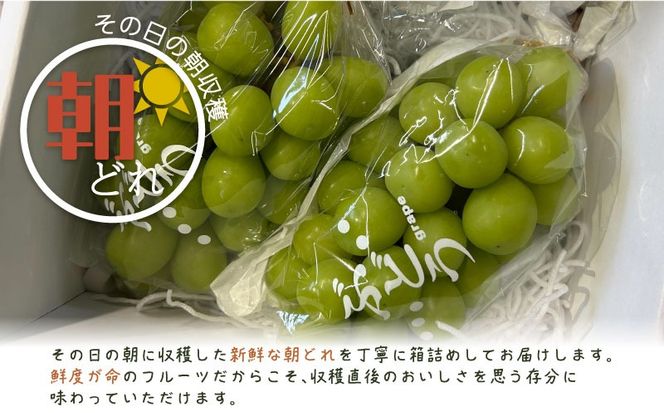 【2026年先行予約】山梨県産 シャインマスカット 2房（約1.0kg）｜大粒 高糖度 種なし 甘い ぶどう 葡萄 フルーツ 果物 産地直送 贈答用 送料無料 JX003 