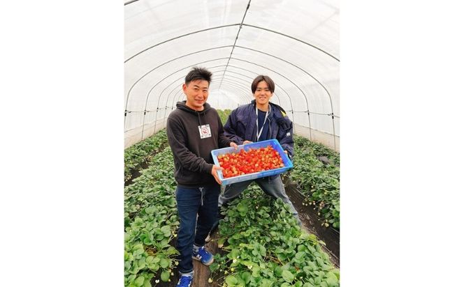 栃木県産とちあいか　1kg　イチゴ 苺 栃木県 果物 くだもの フルーツ スイーツ ギフト｜栃木県共通返礼品 栃木県産 ※2027年1月～発送