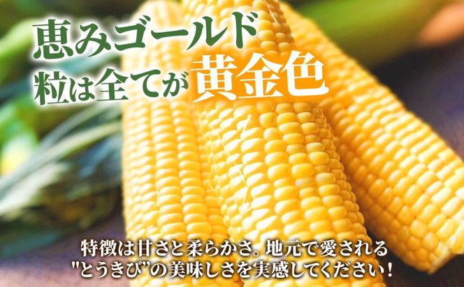 北海道産 とうもろこし 恵味 ゴールド 2L 18本 8月中旬～9月末頃お届け 朝採り めぐみ トウモロコシ コーン スイートコーン 甘い 新鮮 先行受付 夏 野菜 産地直送 送料無料 塩田農園 北海道 洞爺湖町
