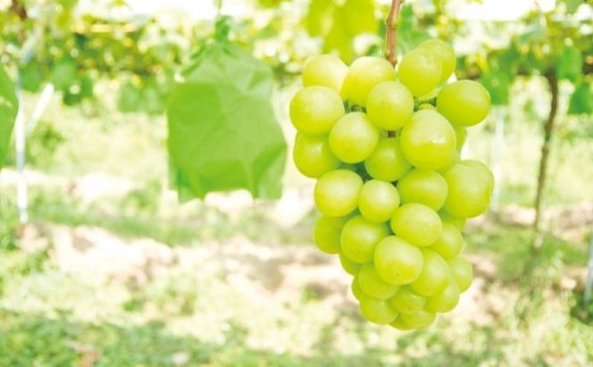 ぶどう 2026年 先行予約 ご家庭用 シャイン マスカット 2～3房 合計約1.2kg ブドウ 葡萄  岡山県産 国産 フルーツ 果物 ギフト