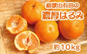 和歌山有田の濃厚はるみ 約10kg (S又はMサイズ)※2027年1月下旬～2月中旬順次発送予定/みかん 蜜柑 フルーツ 果物 【ard204】 