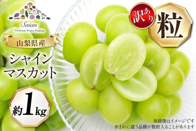 【2026年発送】シャインマスカット 訳あり家庭用 粒 にてお届け 約1kg 山梨県産 冷蔵発送 果物 フルーツ 山梨 ぶどう マスカット ブドウ 葡萄 規格外 期間限定 季節限定 冷蔵 山梨 [斎庵 山梨県 韮崎市 20745284]