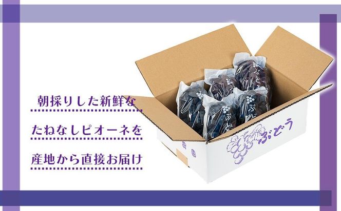 ［新鮮・産直］有田巨峰村の朝採りたねなしピオーネ　約2kg★2025年８月中旬頃より順次発送 BZ079