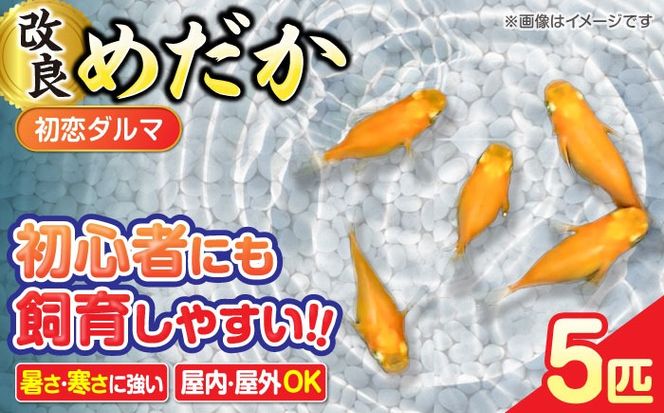 改良メダカ5匹 初恋ダルマメダカ メダカ 観賞魚 ダルマ  愛西市 / 株式会社プロスパージャパン[AEAK006]