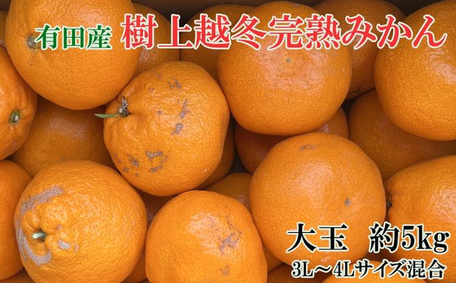 [先行予約]［濃厚・まろやか］有田産樹上越冬完熟みかん大玉約5kg（3L・4Lサイズ・秀優混合品）★2027年1月下旬頃より順次発送  	BZ143