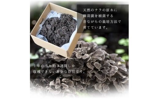 【2025年発送分先行予約】丹波山村産 原木舞茸 約1kg 2025年秋頃より順次発送予定 / 丹波山名産 希少 無農薬 無添加 舞茸 まいたけ マイタケ 原木栽培 きのこ キノコ 産地直送