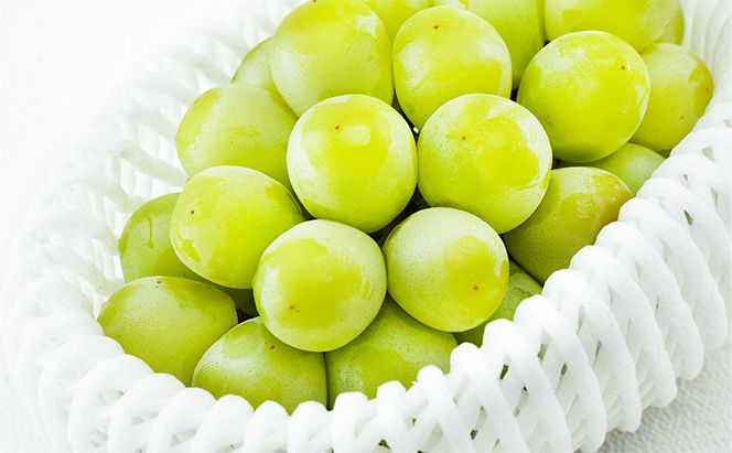 ぶどう 2026年 先行予約 マスカット・オブ・アレキサンドリア 1房 700g以上 化粧箱入り マスカット 岡山県産 国産 フルーツ 果物 ギフト 食後 デザート 上品な香り 果物の女王 さっぱり 爽やか 