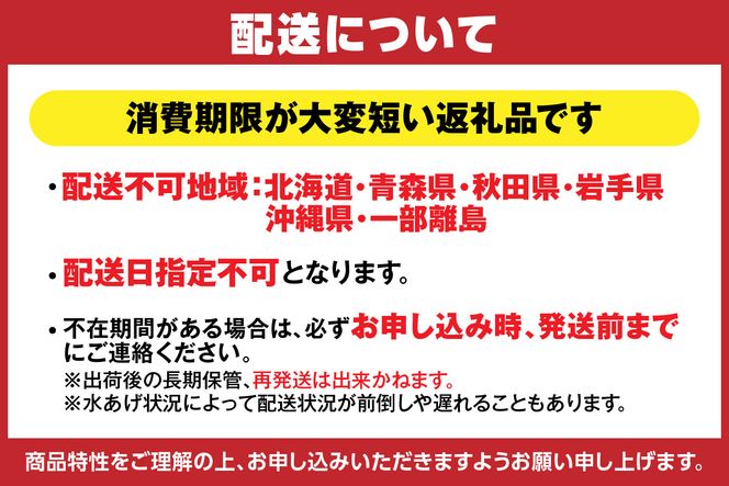 【先行予約】兵庫県香住産 釜茹で 松葉がに 1匹（約600～700g）冷蔵【令和8年11月下旬以降発送予定】 釜茹 セコガニ せこがに 松葉ガニ メス プチプチ 外子 内子 濃厚 貴重 新鮮 かにみそ 味噌 海の幸 コッペガニ 香箱蟹 親ガニ カニ 蟹 かに 脚 足 爪 身 肩 大人気 おすすめ グルメ 香住漁港 香住 兵庫県 香美町 宿院商店 68000円 33-24