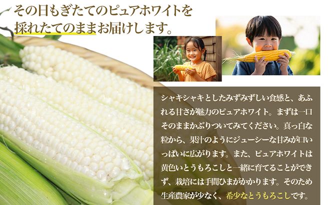 【2026年夏発送】とうもろこし ピュアホワイト 5本 L～2Lサイズ 富良野産 生で食べられる 野菜