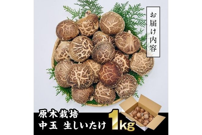 原木栽培の中玉生しいたけ（1kg）九州産 大分県産 国産 しいたけ 椎茸 生椎茸 生シイタケ 生しいたけ 生しいたけ 生シイタケ 原木しいたけ 佐伯市【FR04】【かやの椎茸屋】