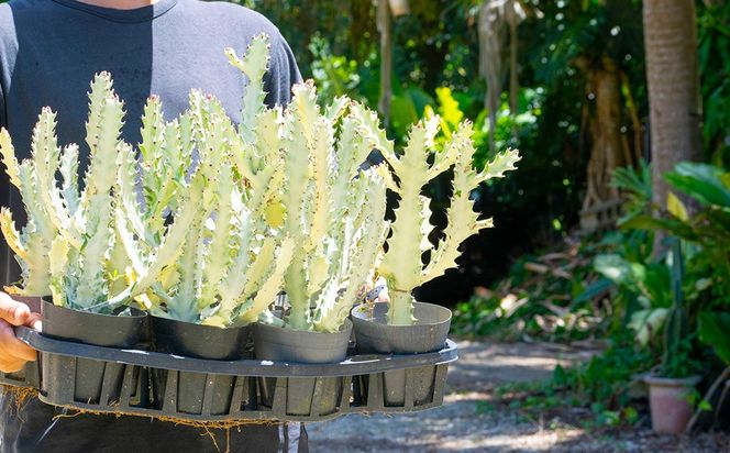 【ANDES farm.】沖縄育ち 良型ホワイトゴースト ユーフォルビア ホワイトゴースト 観葉植物 多肉植物 珍奇植物 白色 白い幽霊 希少 育てやすい 4号 35cm インテリア おしゃれ 人気 お祝い