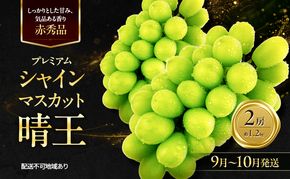 ぶどう 2026年 先行予約 赤秀ぶどう プレミアム シャインマスカット 晴王 2房 1.2kg 9月～10月発送 船穂産 赤秀品 皮ごと食べる みずみずしい 糖度保証 岡山県産 満天フルーツ
