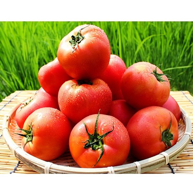 2026年 早期受付 麗月トマト 約4kg 野菜 トマト とまと 岡山県 高梁市産  産地直送