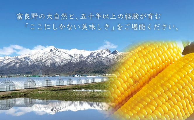 【2026年7月中旬～発送】朝もぎ とうもろこし 恵味 めぐみ 10本 L-2L 北海道 富良野市 (大島農園)