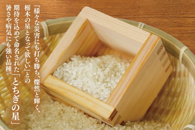 【全3回定期便】＜毎月＞ 山﨑観光農園のお米 とちぎの星 白米 5kg（合計 15kg）単一原料米 100% ｜栃木県 益子町 ふるさと納税 お米 米 白米 精米 5kg 3ヵ月 令和7年産 定期便（AU035）