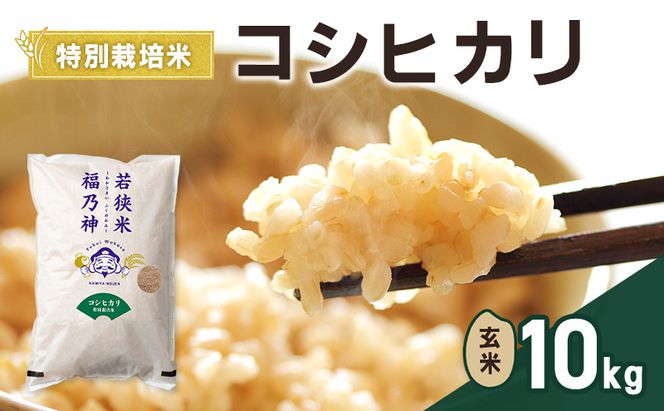 令和8年産 特別栽培米 コシヒカリ 10kg（玄米） 米 お米 こしひかり 若狭町