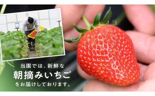 【 先行予約 】 訳あり いちご いばらキッス 800g 【 2027年2月以降発送 】  （常陸太田市 共通返礼品 ) 苺 果物 くだもの フルーツ 不揃い ジャム