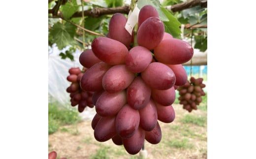 島根県オリジナル品種　神紅1房（500ｇ見当） 甘い 美味しい 新鮮  ぶどう フルーツ 果物 出雲市産 322032_CG003