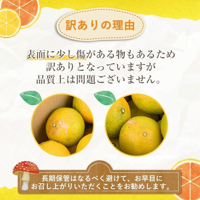 訳ありスイートスプリング(約15kg) 鹿児島県 阿久根市 フルーツ 果物 デザート 柑橘 甘味 果肉 果汁【松永青果】akn053-41