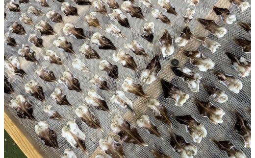 【数量限定】三河産 天然とり貝 計18枚（9枚×2パック）愛知県産 お刺身 冷凍 魚介類 海鮮 海の幸 寿司 国産 ご飯のお供 おつまみ グルメ やみつき H018-045