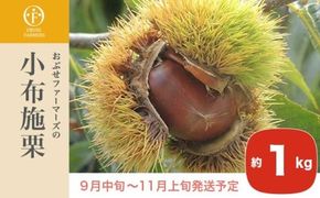 小布施栗 約1kg ［おぶせファーマーズ］ 数量限定 果物類 フルーツ 生栗 くり 長野県産 信州産 クール便 冷蔵便 お取り寄せグルメ 令和7年産 【2025年9月中旬〜11月上旬発送】［FH-81］