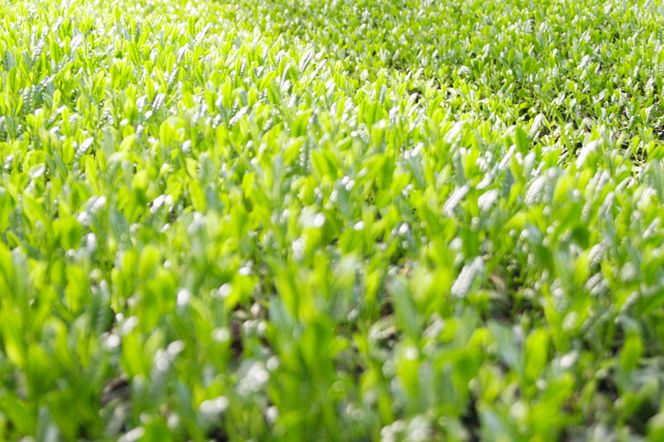 【合組企画】宇治茶を素朴に仕上げた雁が音のお詰合せ～最高茶師～〈お茶 茶 煎茶 緑茶 茶葉 雁が音 茎茶 詰合せ 最高茶師 大臣賞 飲料 加工食品〉 