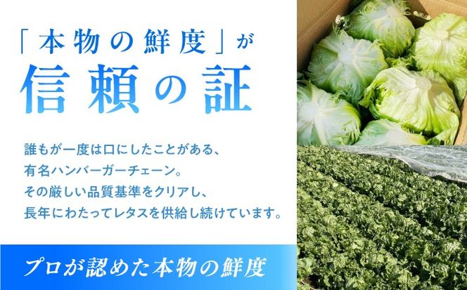 レタス 約4kg（6〜7玉）/ れたす 野菜 やさい / 南島原市 / 株式会社松尾青果[SGU006]