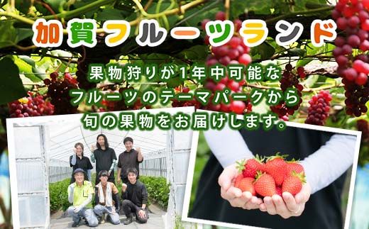 【先行予約】シャインマスカット1kg 石川県加賀市産（2026年9月上旬以降順次発送） ぶどう ブドウ マスカット フルーツ 果物 くだもの お弁当 朝食 デザート フルーツサンド スイーツ 生果実 F6P-3119