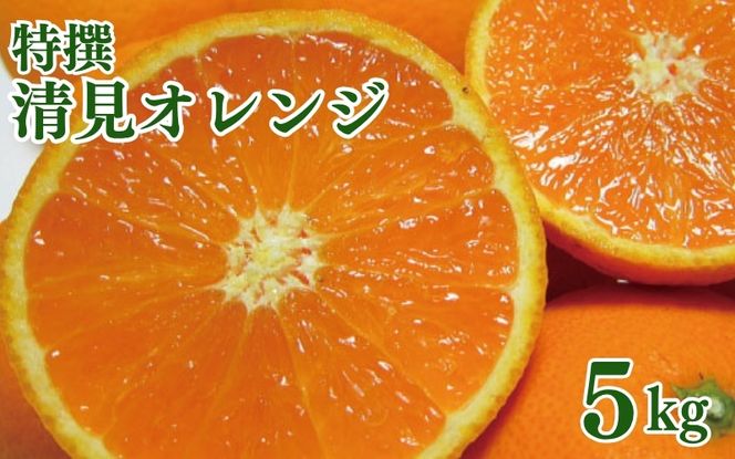 特撰　清見オレンジ 5kg+200g(補償分)【2027年2月下旬～5月上旬頃に順次発送予定】【ard240A】