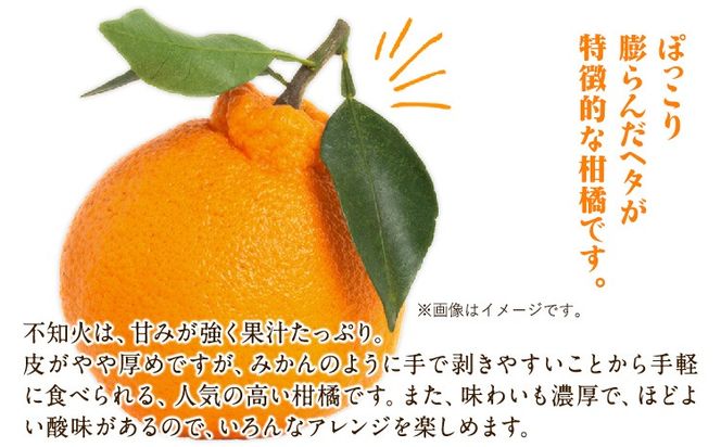 森田果樹園の不知火 10kg 20～32個程度　《2027年2月中旬-4月下旬頃出荷》森田果樹園 果物 フルーツ 柑橘 熊本---hkw_mtk_8_10kg---