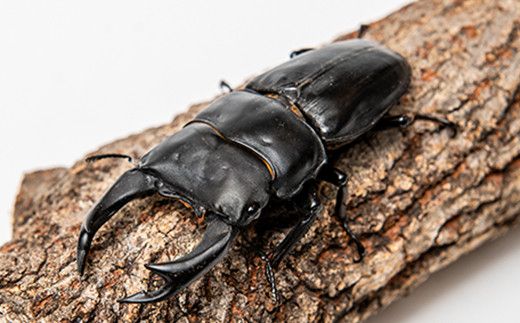 【1セット限定！】完璧育成！「オオクワガタ」 E-256