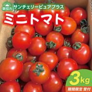 ★先行予約★ ミニトマト 3kg 朝採れ サンチェリーピュアプラス 【2026年8月中旬より発送予定】野菜 フレッシュ 新鮮 BBQ ぷちとまと 酸味 おいしい こども 甘み みずみずしい やさい 産地 直送 茨城 鹿嶋市 超濃厚 甘い 人気 ビタミンC 美味しい 大容量 ギフト 贈り物 産直野菜 農園直送 送料無料 (KAM-30)