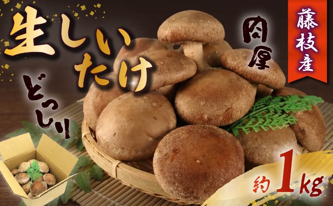 しいたけ 生しいたけ 約1kg 前田きのこ園 椎茸 シイタケ 肉厚 ジューシー きのこ 茸 キノコ 温室栽培 手作業 旨味 たっぷり 香り 冷凍保存で旨味アップ 人気 野菜 静岡県 藤枝市