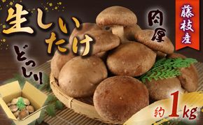 生 しいたけ 約1kg 前田きのこ園 椎茸 シイタケ 肉厚 ジューシー きのこ 茸 キノコ 温室栽培 手作業 旨味 たっぷり 香り 冷凍保存で旨味アップ 人気 野菜 静岡県 藤枝市