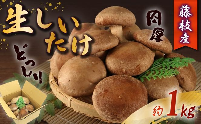 生 しいたけ 約1kg 前田きのこ園 椎茸 シイタケ 肉厚 ジューシー きのこ 茸 キノコ 温室栽培 手作業 旨味 たっぷり 香り 冷凍保存で旨味アップ 人気 野菜 静岡県 藤枝市