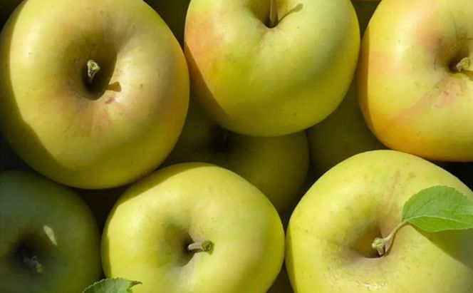 ぐんま名月 約5kg りんご リンゴ 林檎 果物 フルーツ 長野県 長野 山ノ内町