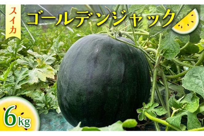 2026年産 スイカ ゴールデンジャック 6kg ｜茨城県産 産地直送 甘い あまい 種なし ※2026年6月～発送
