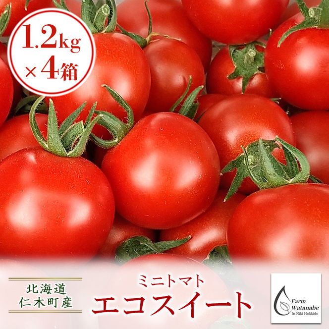[2026年発送][栽培期間中 農薬・化学肥料不使用] 北海道 仁木町産 ミニトマト エコスイート 1.2kg×4箱 サイズ混載 トマト野菜 やさい  [Farm Watanabe]