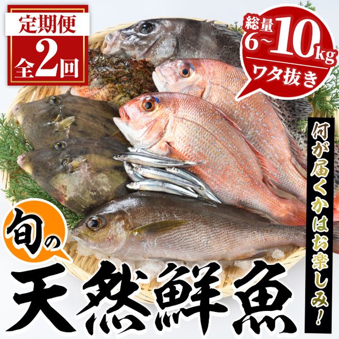 ＜定期便・全2回＞旬の天然鮮魚 厳選BOX(各3～5kg) 天然 魚貝 魚介 海産物 刺身 焼き魚 煮つけ 鯛 イカ キビナゴ【さるがく水産】akn028-31