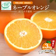 【2027年先行予約】和歌山県産 ネーブルオレンジ 【訳あり 家庭用】3kg サイズ混合【まごころ手選別】_ZE6443