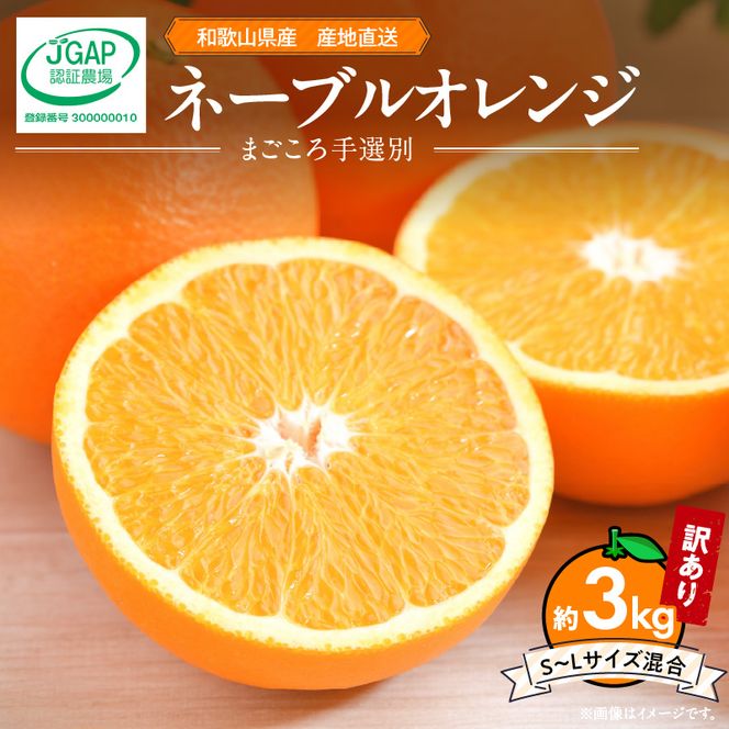 【2027年先行予約】和歌山県産 ネーブルオレンジ 【訳あり 家庭用】3kg サイズ混合【まごころ手選別】_ZE6443