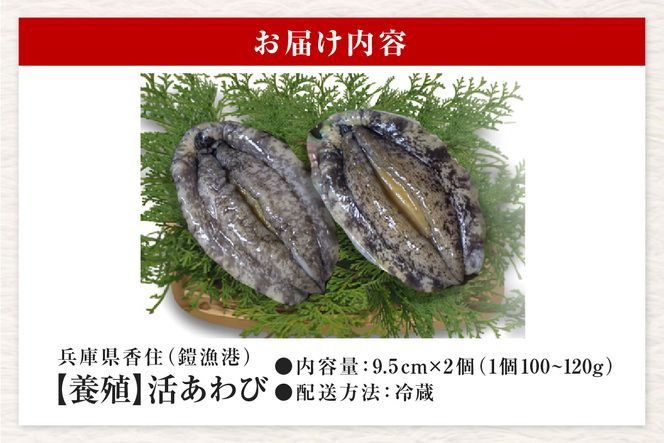 《12/21まで年内発送》【冷蔵 活あわび 養殖 9.5cm×2枚 200～240g (1個100～120g）】満点青空レストラン うまい！おせち2023に採用されました！アワビ 鮑 活アワビ あわび 海鮮貝 魚介 お刺身 BBQ バター焼き 新鮮 日本海 養殖 昆布 レシピ入り 人気 テレビ 紹介 話題 高級 香美町 香住 山陰 美嶋丸 15000円 20-12