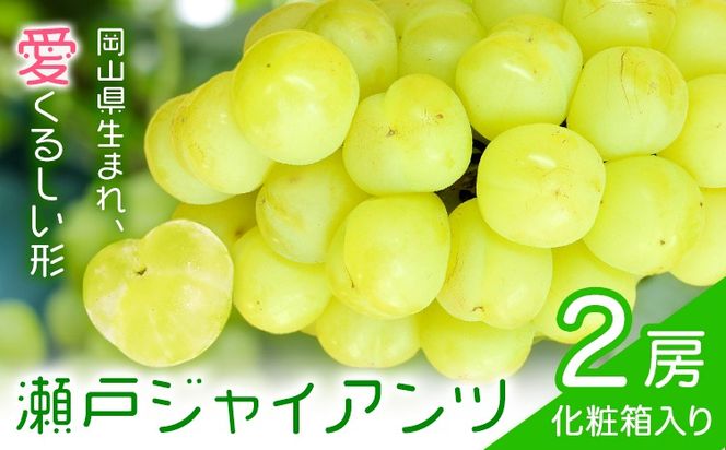 【2027年先行予約】瀬戸ジャイアンツ 2房 (1房480g以上) 合計約1kg 化粧箱入り 株式会社山博《2027年9月上旬-10月上旬頃出荷》岡山県 笠岡市 ぶどう マスカット 果物 大粒 種なし 桃太郎ぶどう 岡山県産 国産 送料無料【配送不可地域あり】---Y-50---