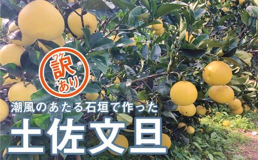 数量限定 先行受付 訳あり 土佐文旦 10kg 10000円 文旦 ぶんたん わけあり 国産 産地直送 農家直送 特産品 ギフト プレゼント ゼリー ジュース アイス 等に 人気 限定 甘い フルーツ 果物 柑橘 美味しい おいしい サイズ ミックス 井上留次 愛南町 愛媛県