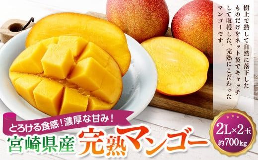 [宮崎県産完熟マンゴー 2L×2玉(約700g)]2026年4月中旬〜7月下旬までに順次出荷[c1394_mm_x1] 果物 くだもの フルーツ アーウィン マンゴー デザート 甘味 完熟 宮崎